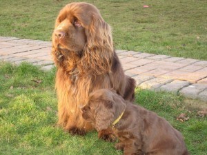 Sussex spaniel