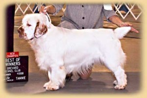 Clumber spaniel