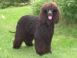 irish water spaniel