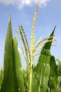 Corn tassel