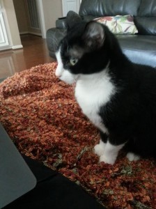 Today's muse: Darth Kitty