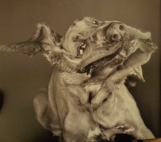  photo DSC09706_zpsb4fbfc19.jpg