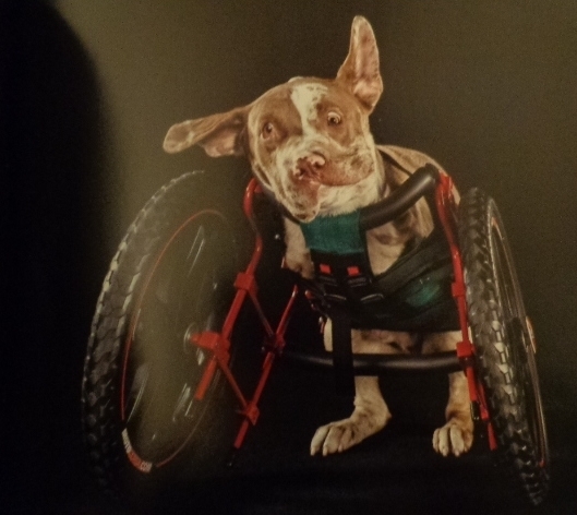  photo DSC09710_zpsd55dff66.jpg