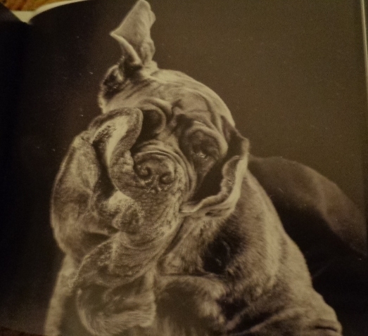  photo DSC09714_zpsd1bf6330.jpg