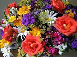 Blomme 4