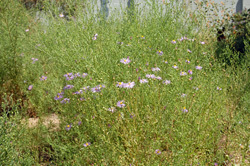 Asters and Mallow