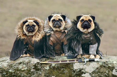 Pugs of Westeros by pupstar sonoma - pugs in Game of Thrones gear - Pugmire