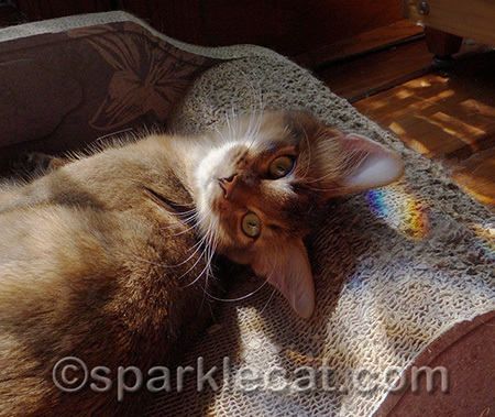I like how the sun puddles here have rainbows!
