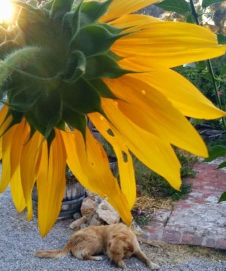 Sunflower tournesol golden retriever smokey