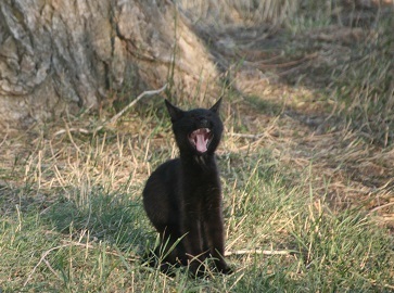 Wild black kitten in Eastern Washington
