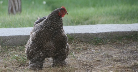My mom's bane: the canny old hen that won't stay in the chicken yard.
