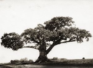 heathen-tree-sigrid-macrae-v3crop