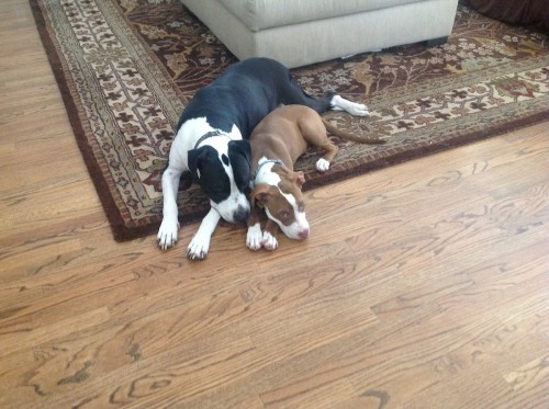 Seamus Wheaton and Marlowe Wheaton are buddies
