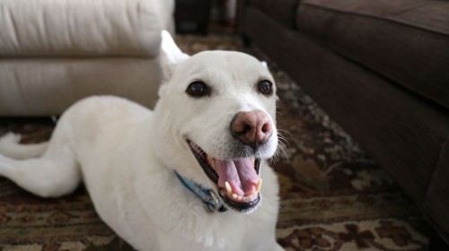 I'm a dog!