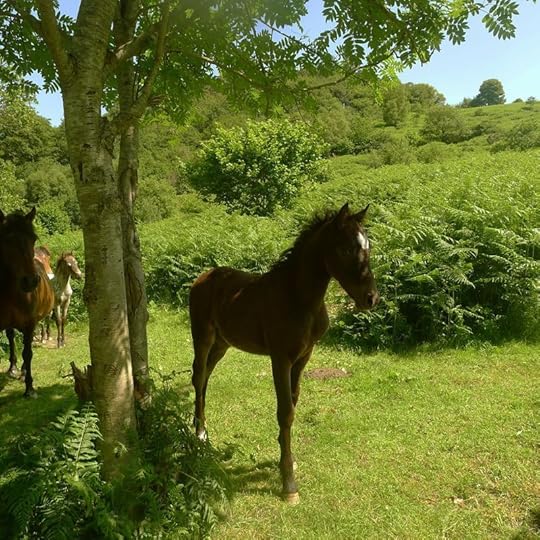 ...to the lush fields below.