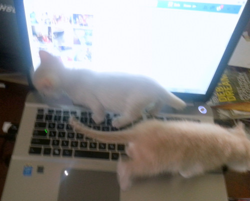 The writng elves1