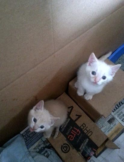Guess who wants out of their box1