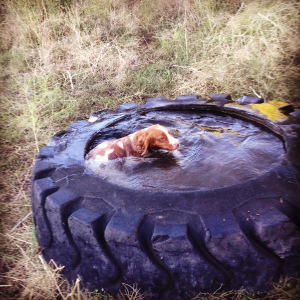 Misty cools off in a guzzler in the Outhouse Covert. 