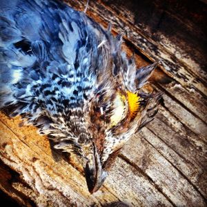 A beautiful male blue grouse. 