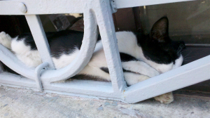 Cats of Istanbul, Turkey