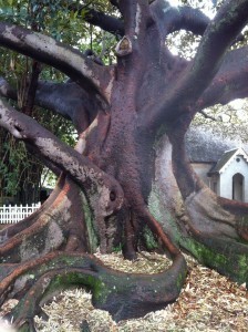 Sydney fig