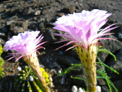 Cactus Flowers_3498 by Rosa Say