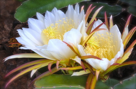 Hylocereus_6064 by Rosa Say