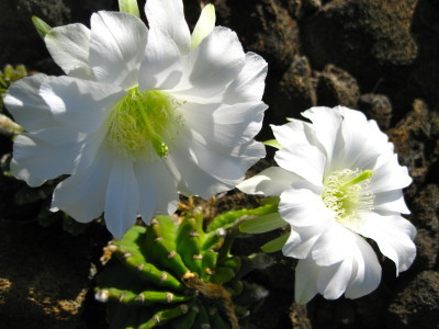 Cactus Flowers_3493 by Rosa Say