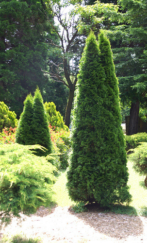 Evergreens