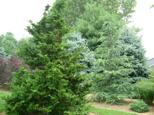 Mixed Evergreens