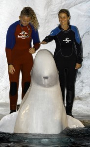 SeaWorld beluga whale Aurek, guest and trainer during the Beluga Interaction Tour. Photo by Thomas Cook