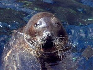 SeaWorld Harp Seal named Wiley. A participant on the Wild Arctic Tour. Photo by Thomas Cook