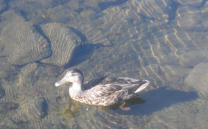 smducks