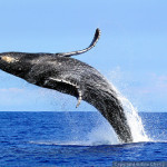 whale breach