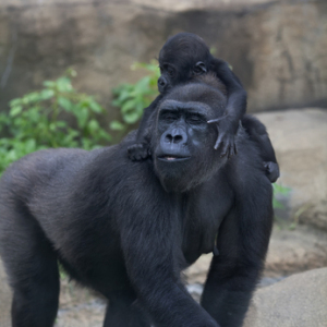 Depositphotos_37533793_xs