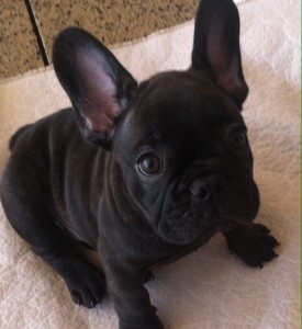 Frenchie Puppy