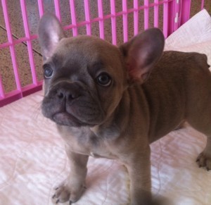 Frenchie Puppy 2