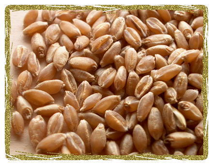 wheat-kernels