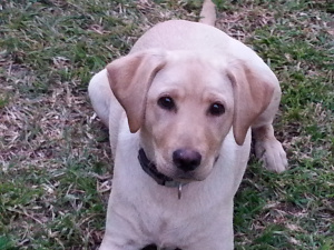 2014-07-21 17.40.07-1