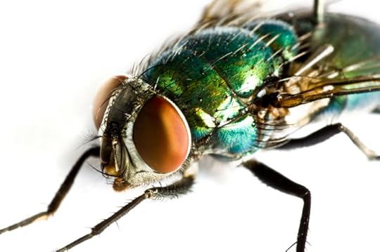 fly