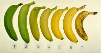 banana_ripeningchart