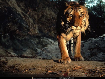 Bengal tiger