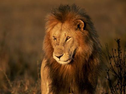 Photograph by John Eastcott and Yva Momatiuk. Courtesy National Geographic.