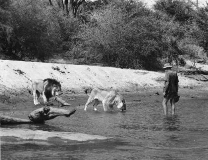 George Adamson with Boy(left) and Christian wading in the Tana River at Kora.