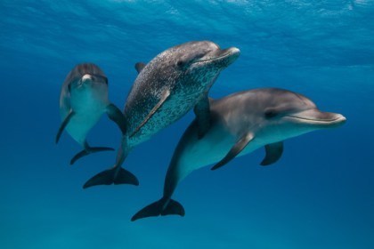 Atlantic spotted dolphins. Photograph by Scott Portelli.