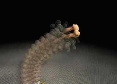 flagellar assembly2.jpg