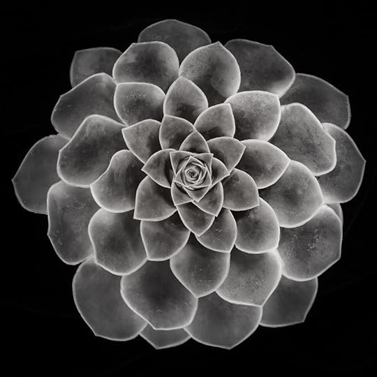 Succulent (Black & White) © Harold Davis