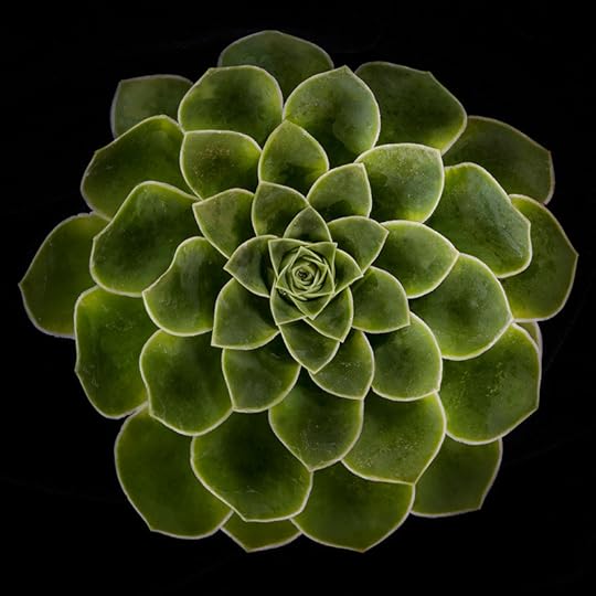 Succulent (Color) © Harold Davis