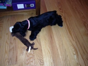 Raven, my little paranormal cocker spaniel