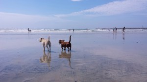Dogs at Ocean Beach